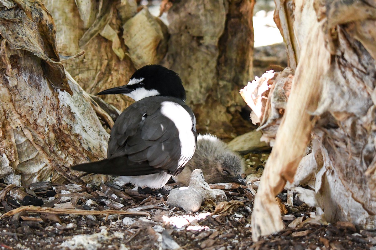 Bridled Tern - ML645194705