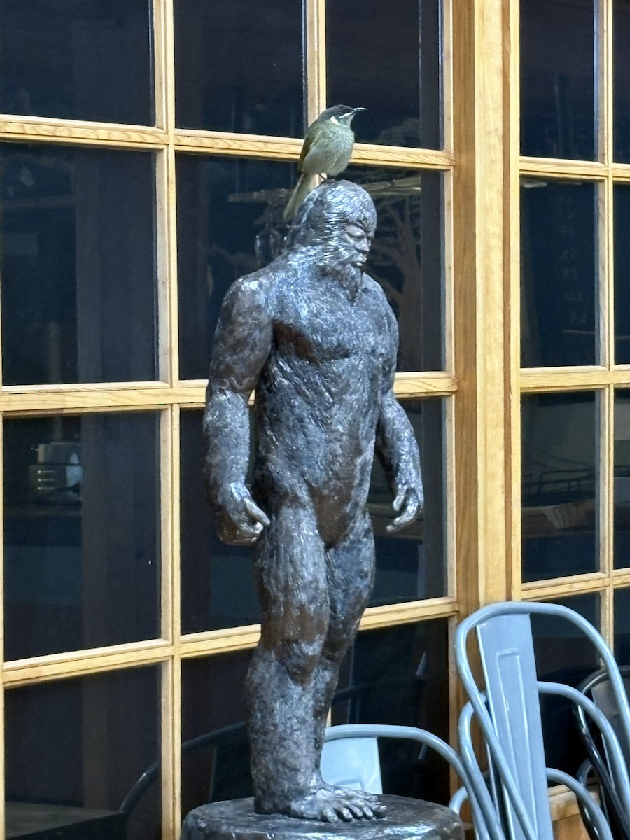 Lewin's Honeyeater - ML645194712