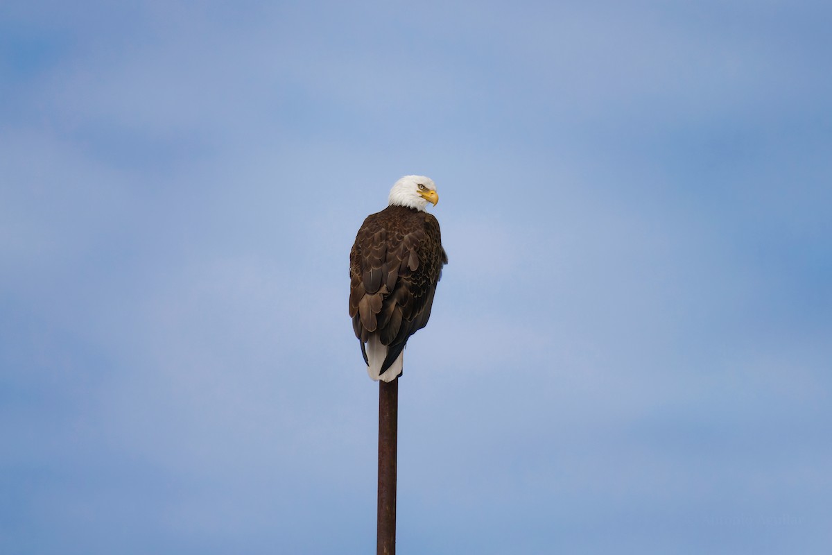 Белоголовый орлан - ML645194715