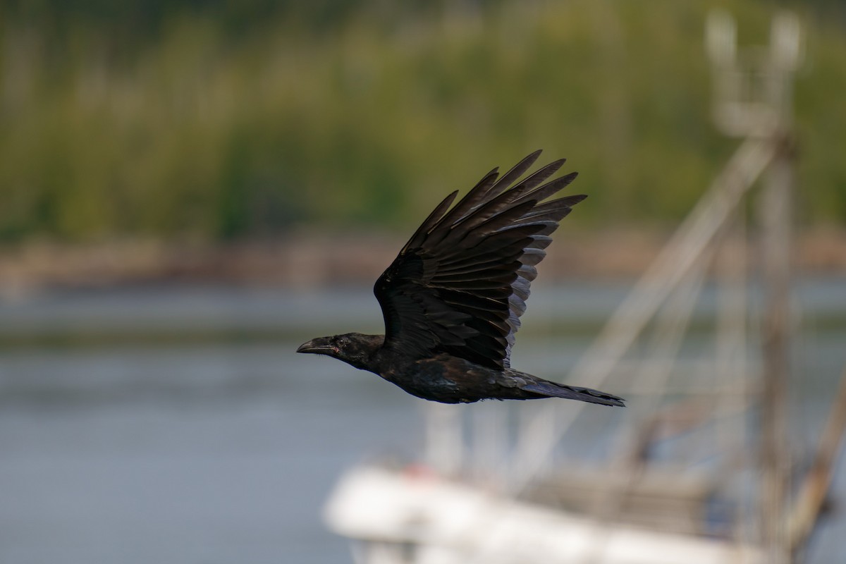 krkavec velký - ML645194721