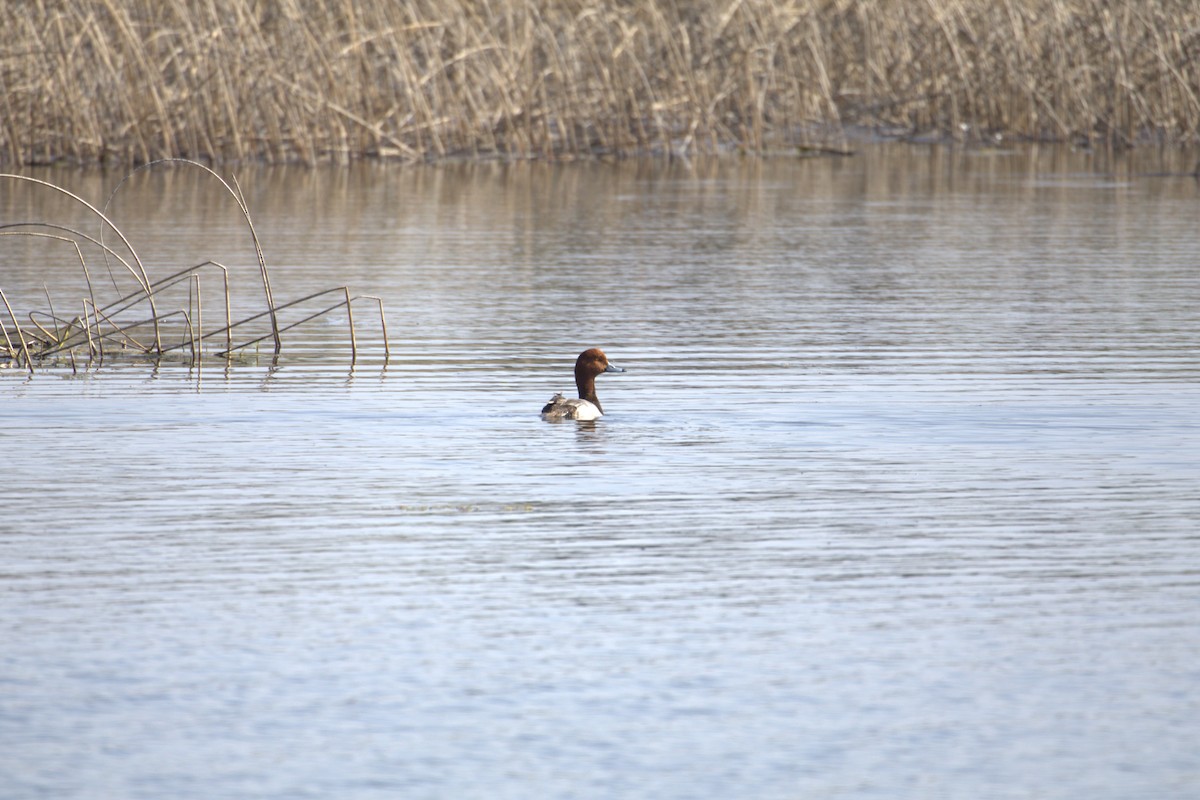 Redhead - ML645194723