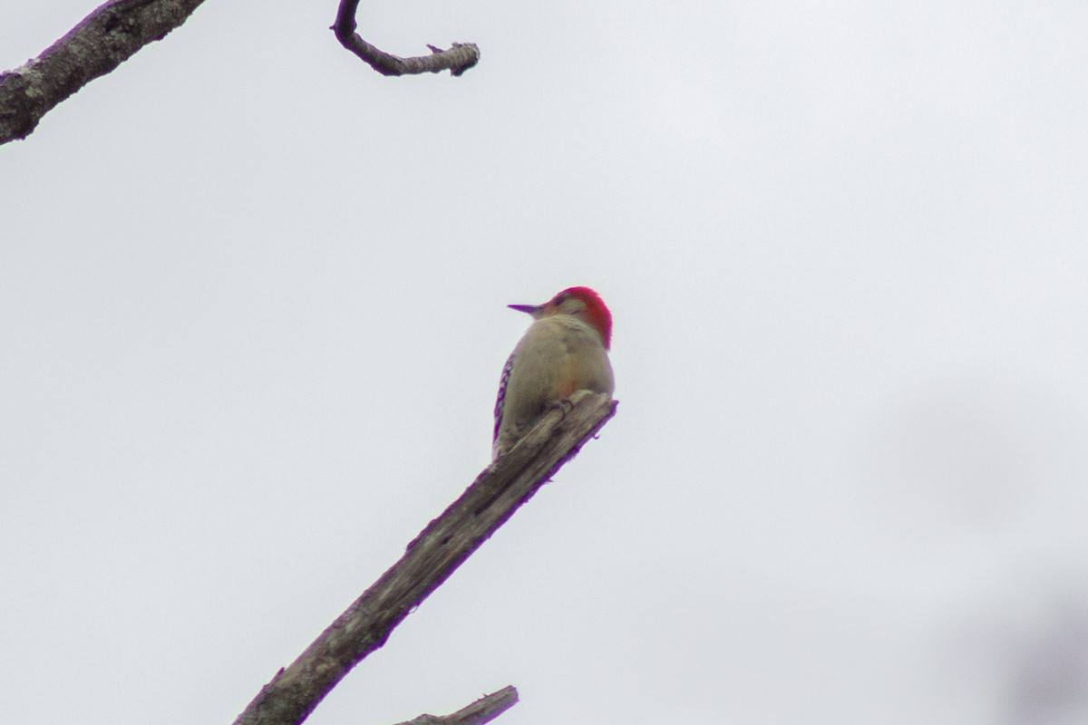 Carpintero de Carolina - ML645194733