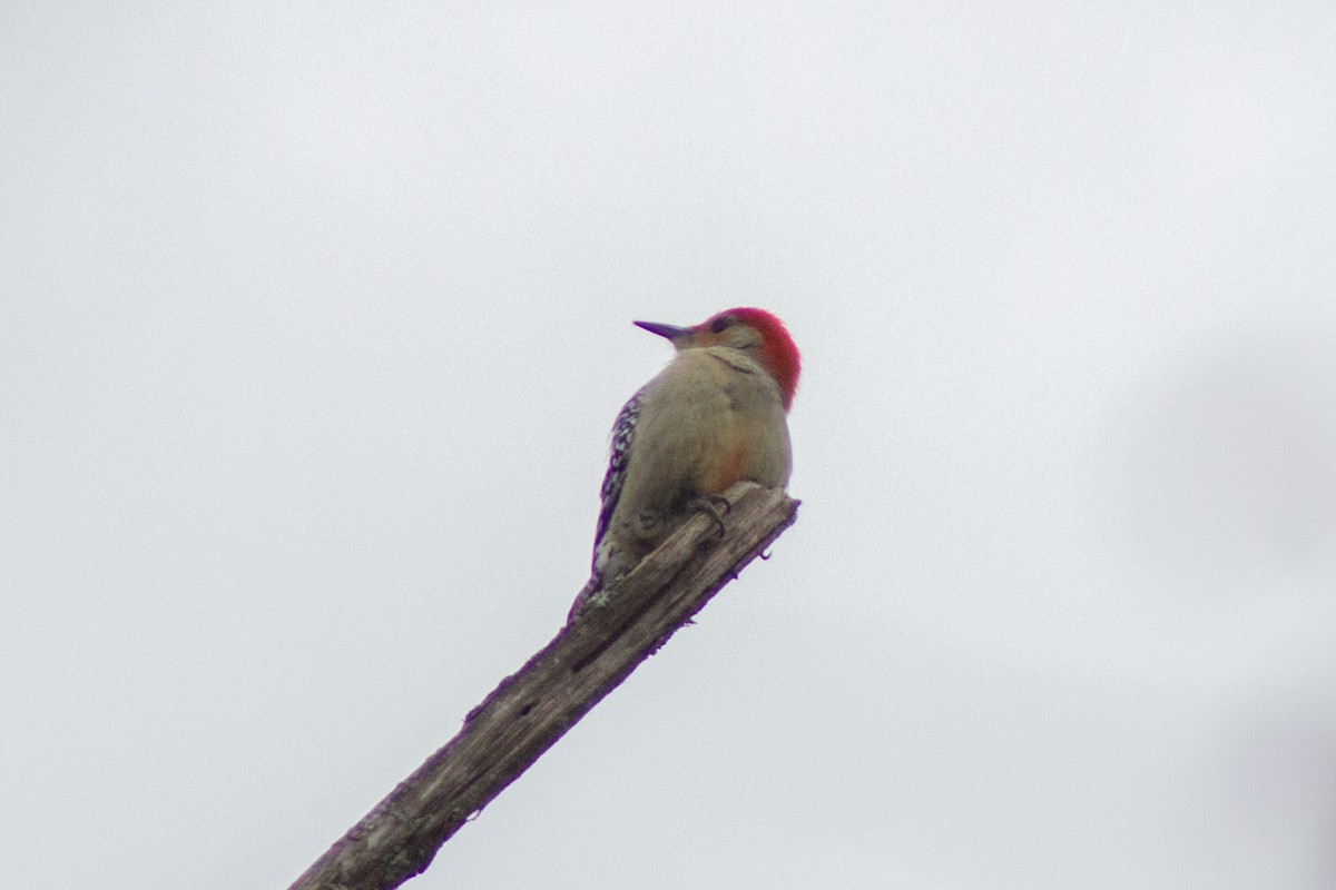 Carpintero de Carolina - ML645194734