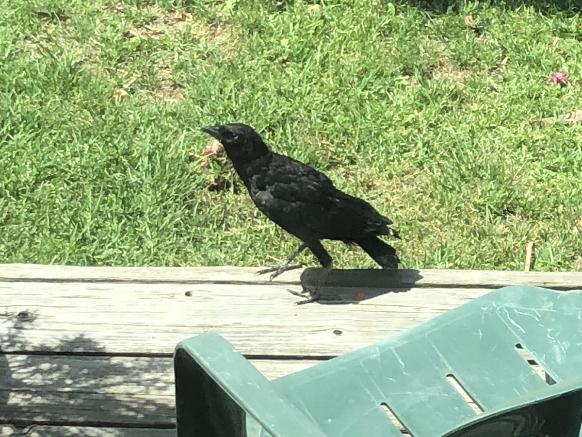 American Crow - ML645194735