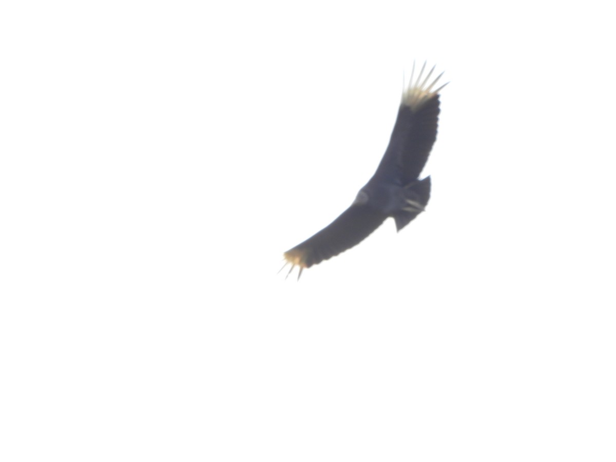 Катарта чорна - ML645194736