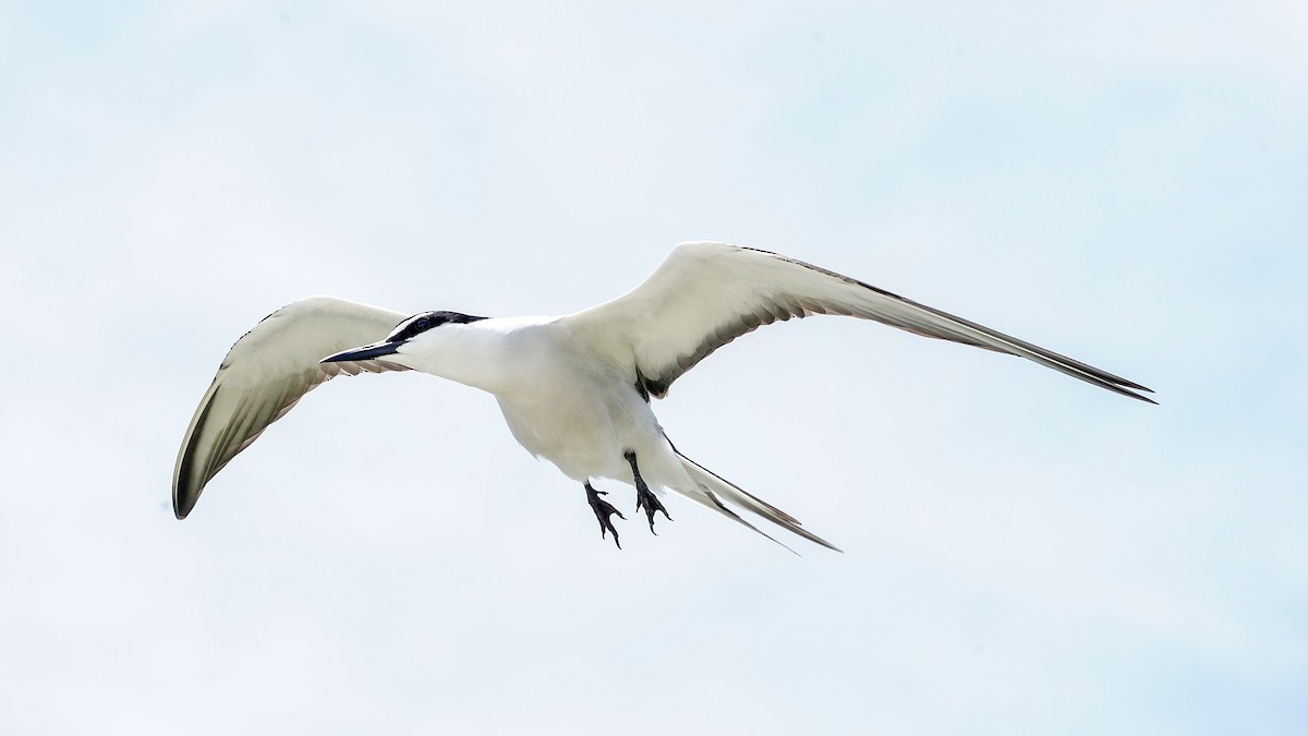Bridled Tern - ML645194746