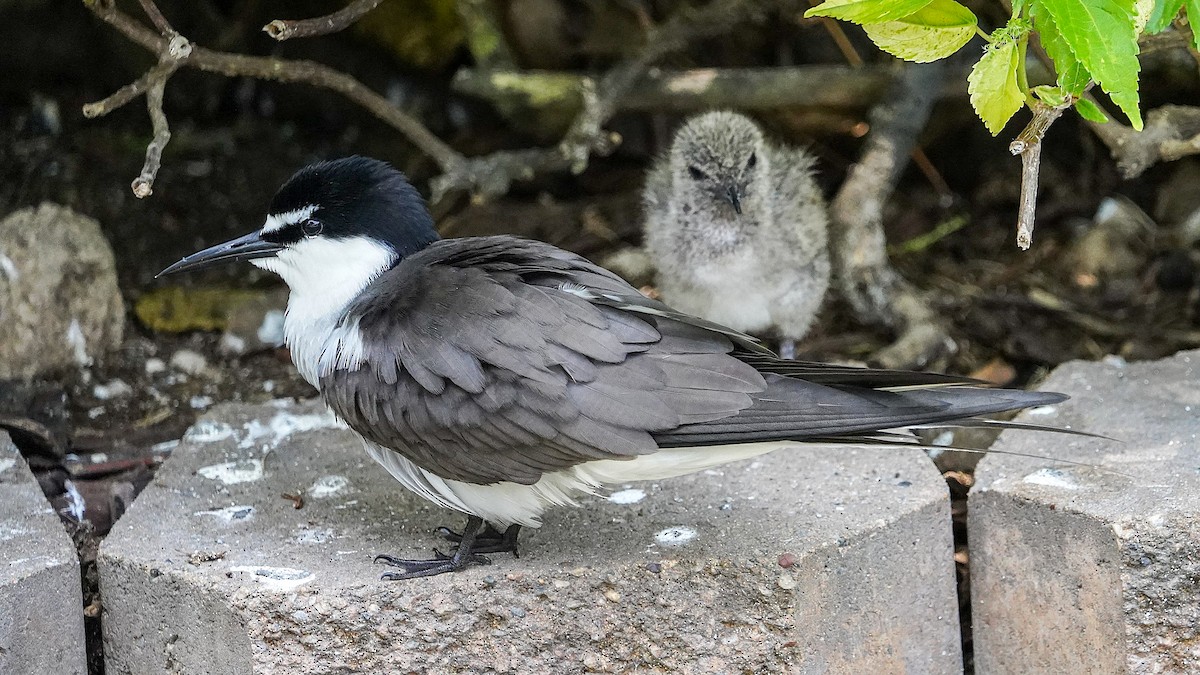 Bridled Tern - ML645194747