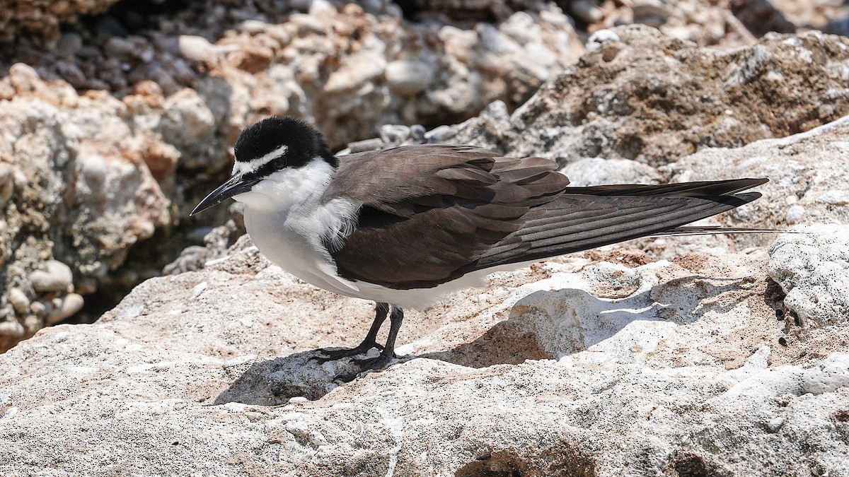 Bridled Tern - ML645194748