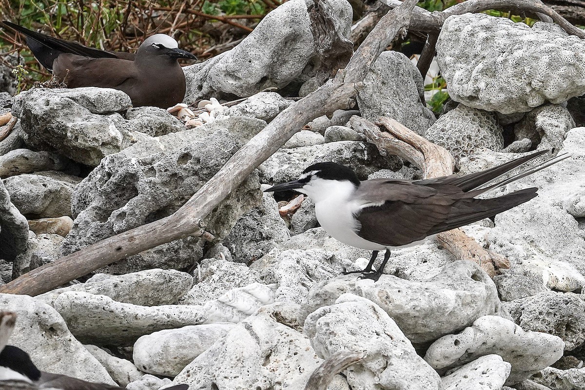 Bridled Tern - ML645194749