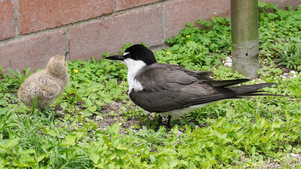 Bridled Tern - ML645194752