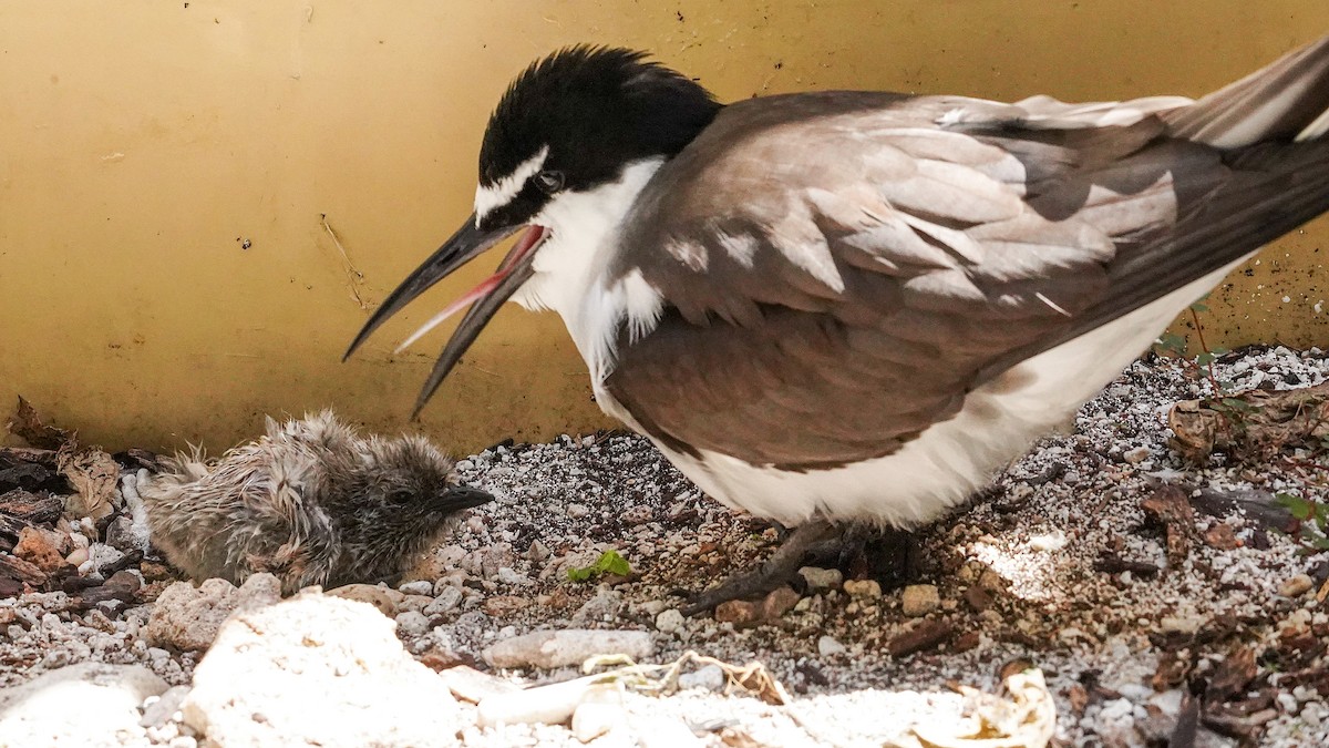 Bridled Tern - ML645194753