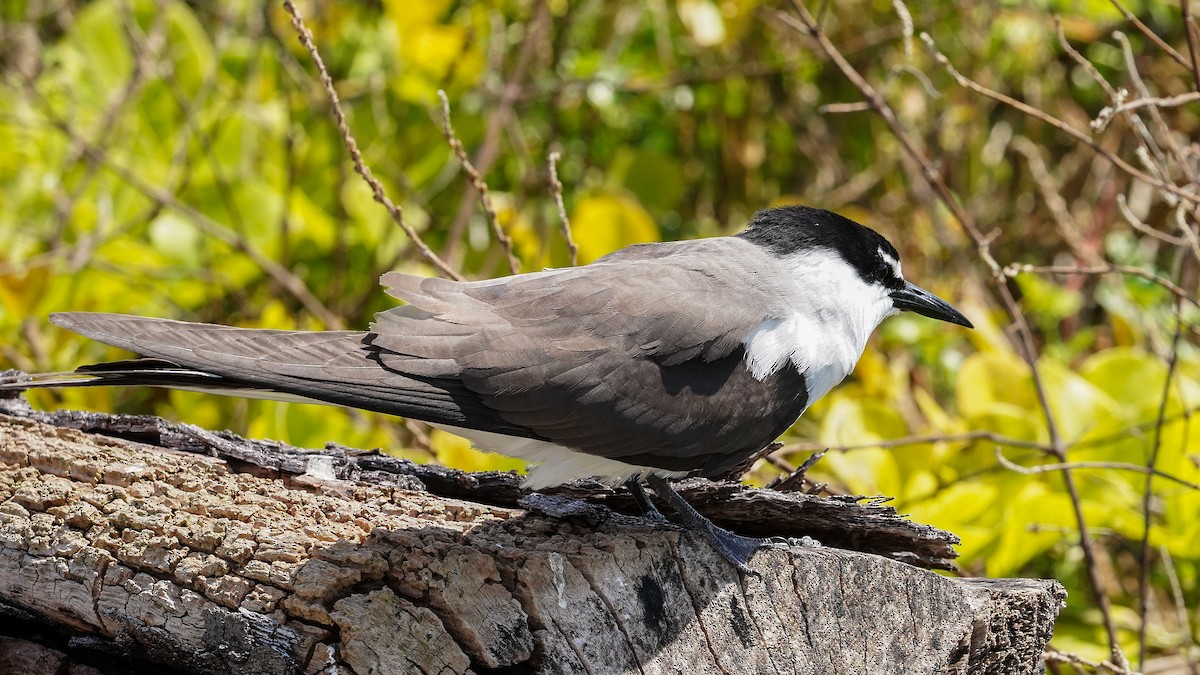 Bridled Tern - ML645194754