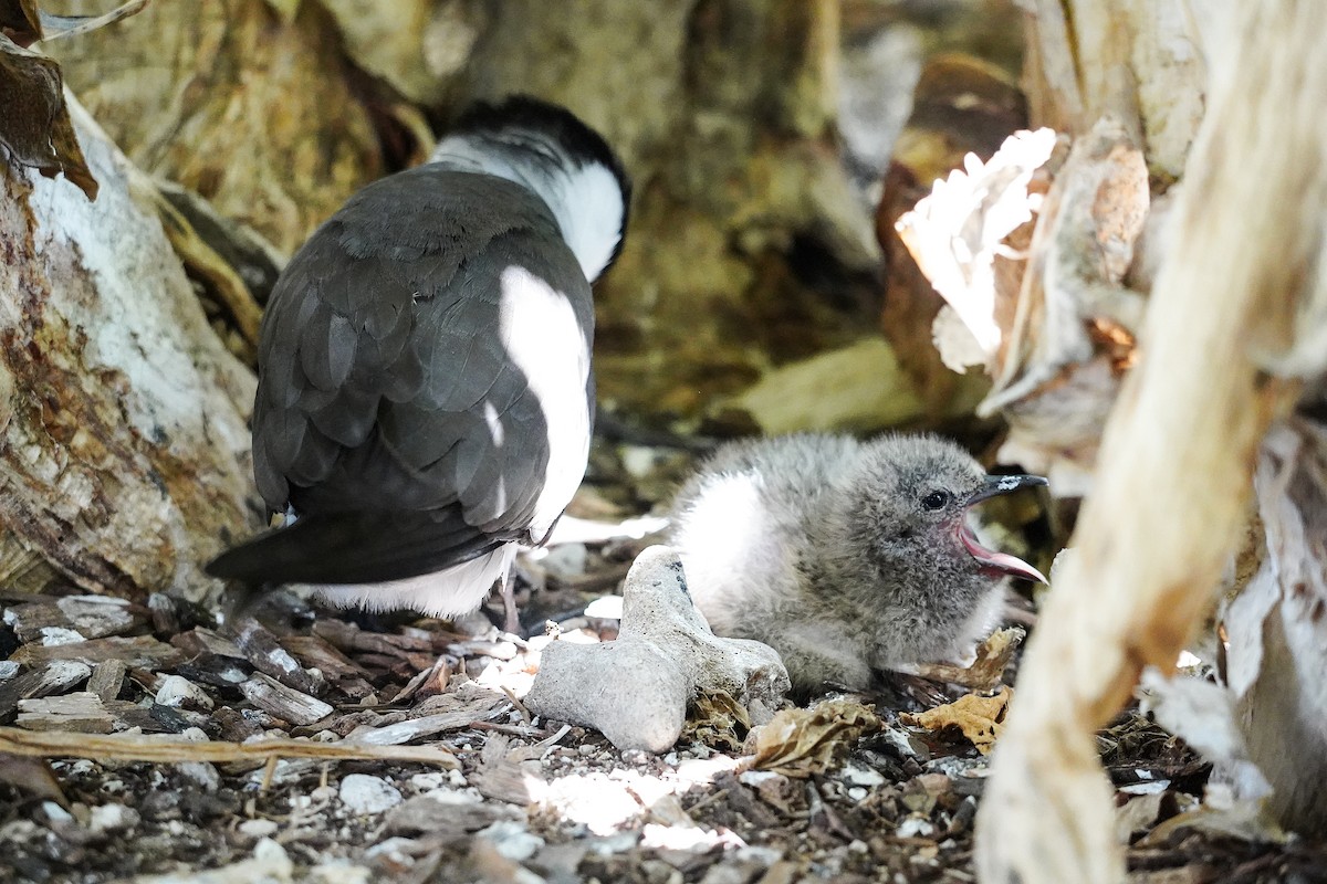 Bridled Tern - ML645194755