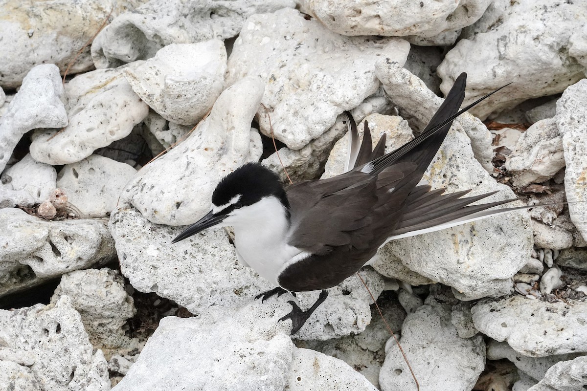 Bridled Tern - ML645194756