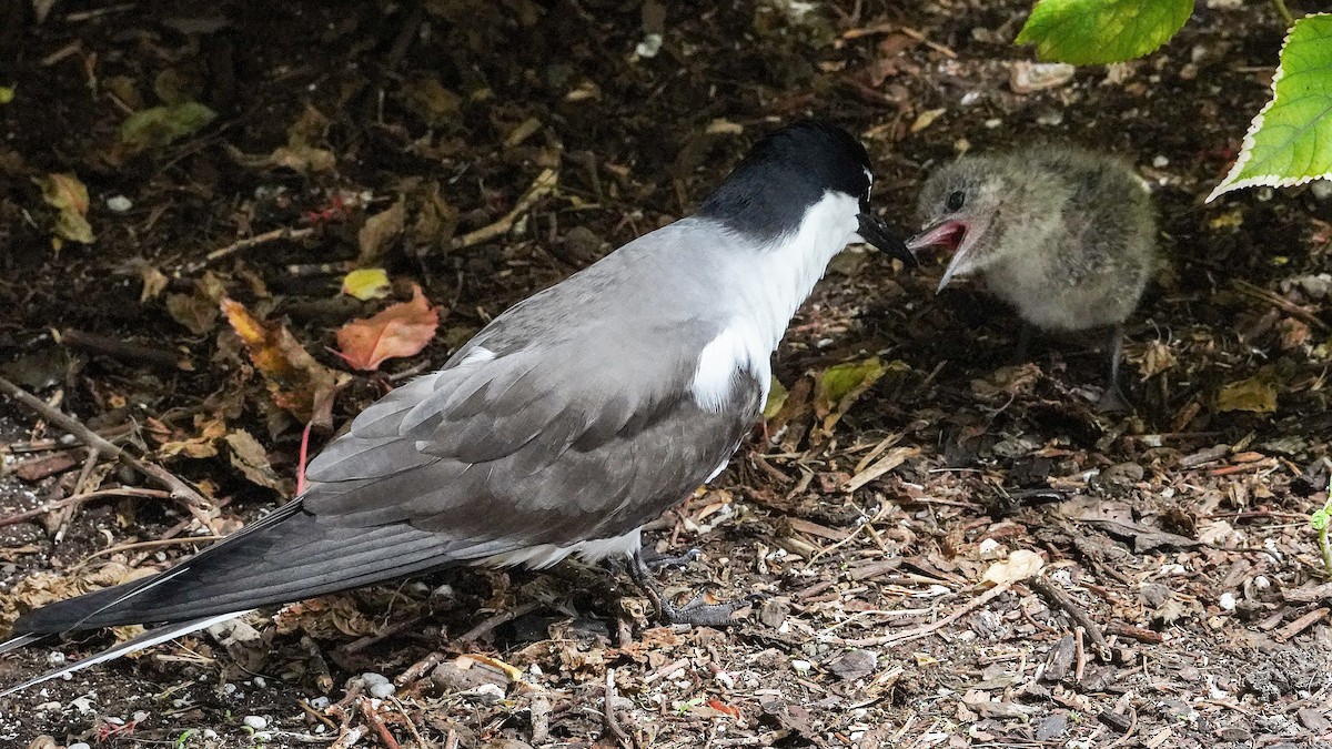 Bridled Tern - ML645194757