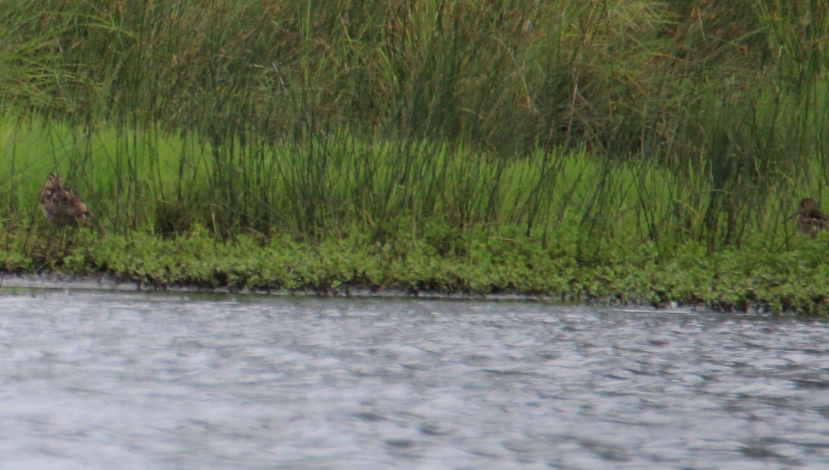 Latham's Snipe - ML645194758