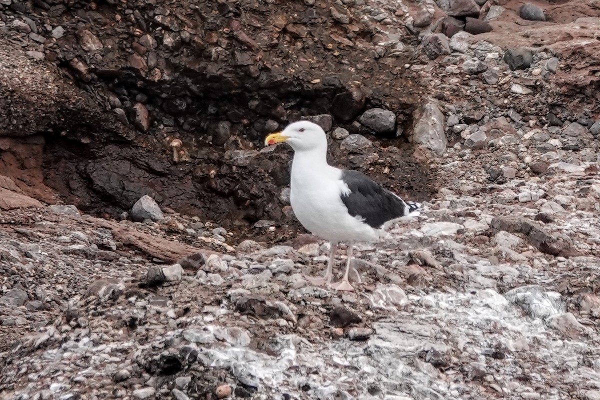 Great Black-backed Gull - ML645194759
