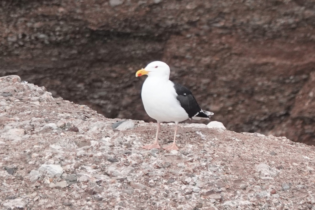 Great Black-backed Gull - ML645194760
