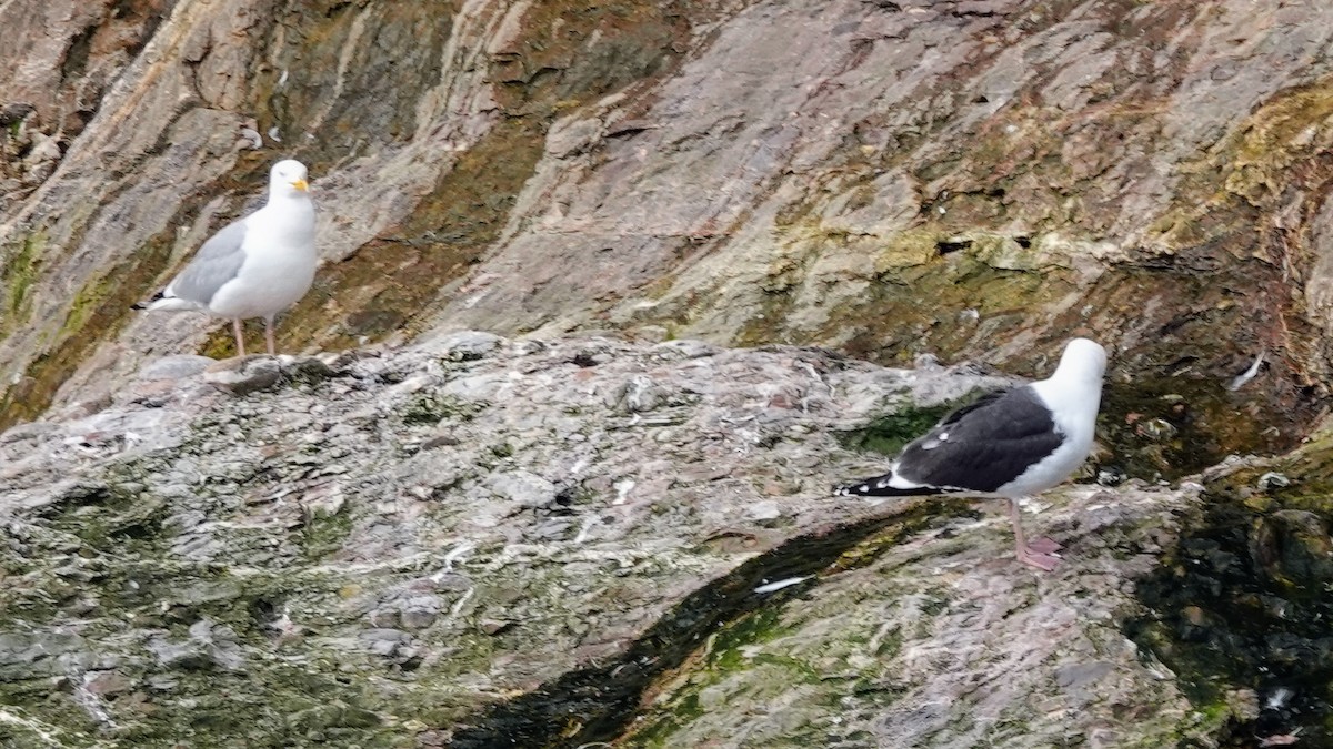 Great Black-backed Gull - ML645194761
