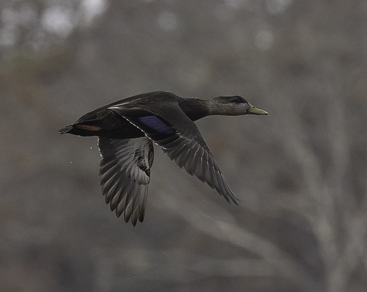 American Black Duck - ML645194772