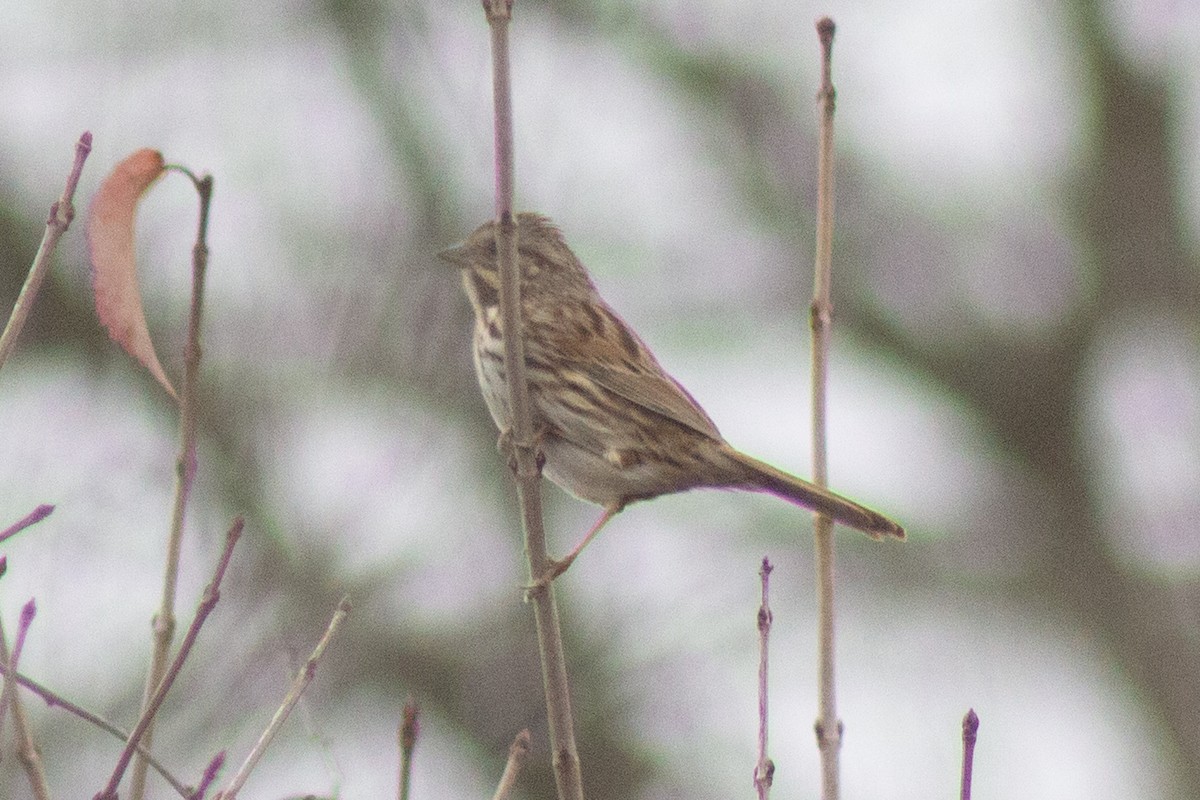 Song Sparrow - ML645194790