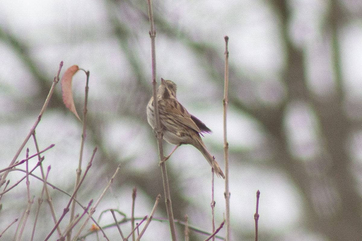 Song Sparrow - ML645194791