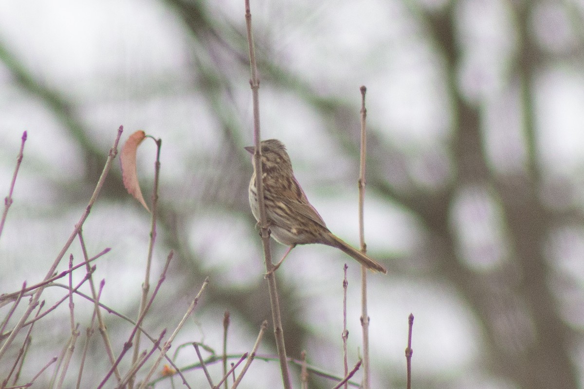 Song Sparrow - ML645194792