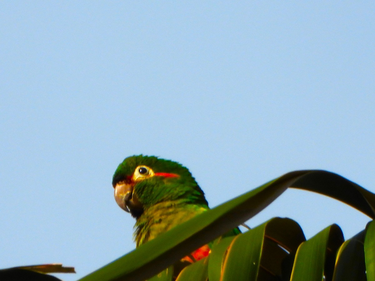 Golden-plumed Parakeet - ML645194795