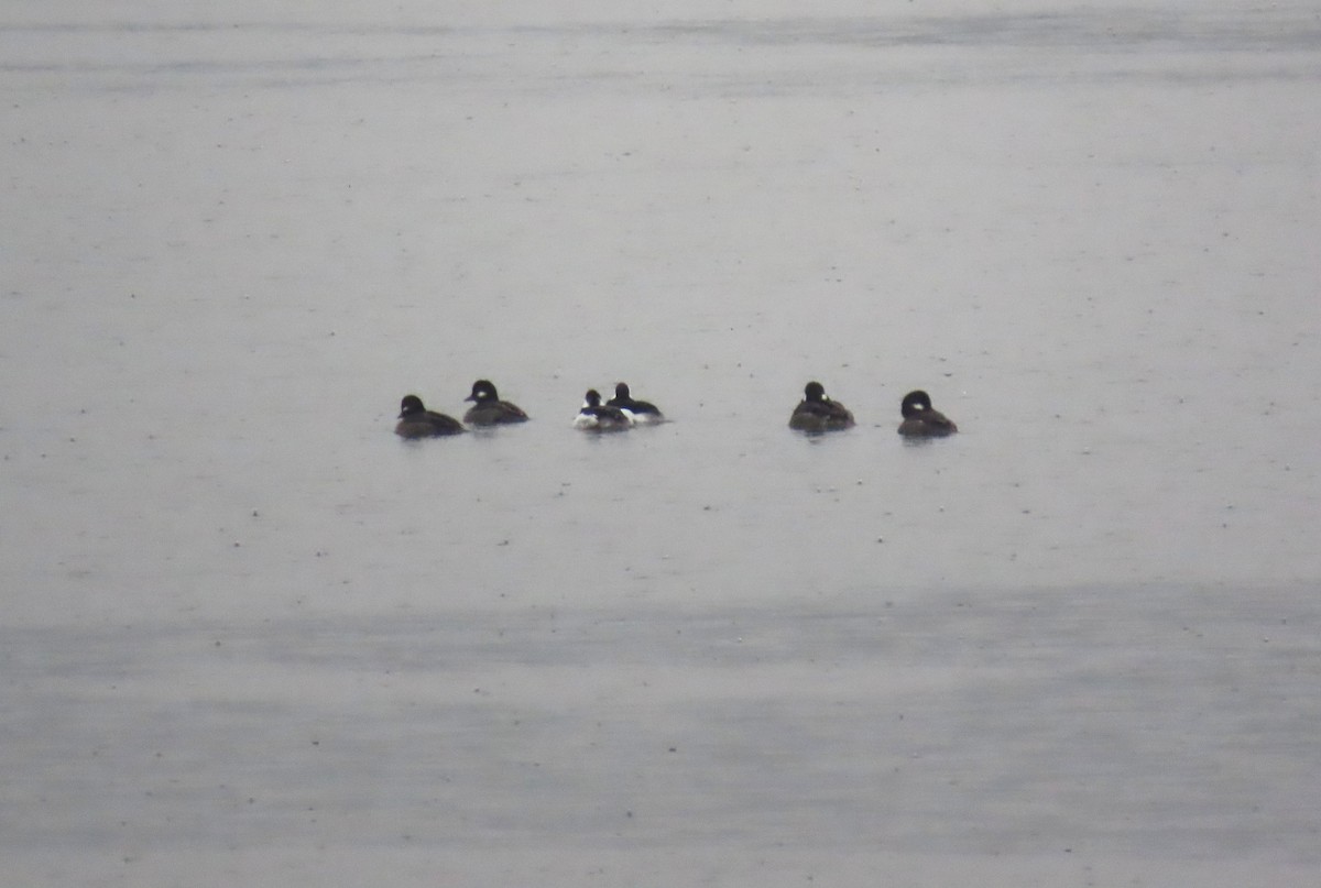 Bufflehead - ML645194799