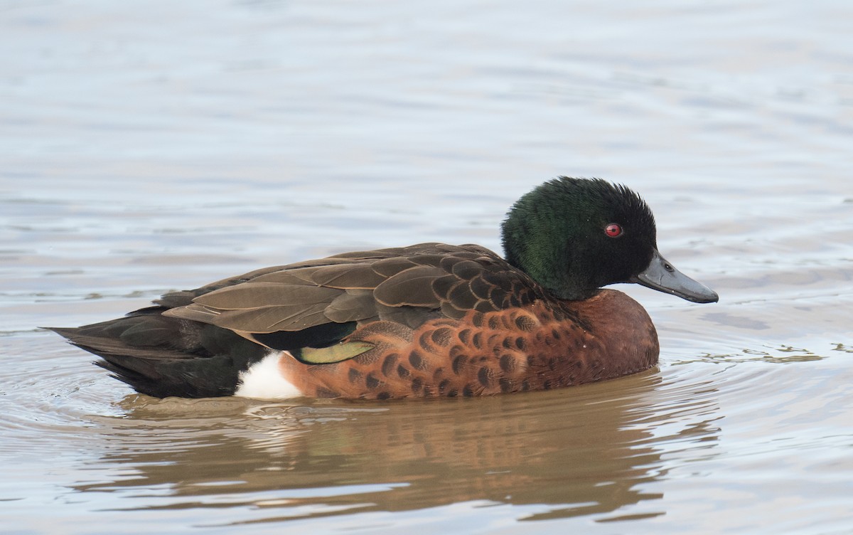 Chestnut Teal - ML645194831