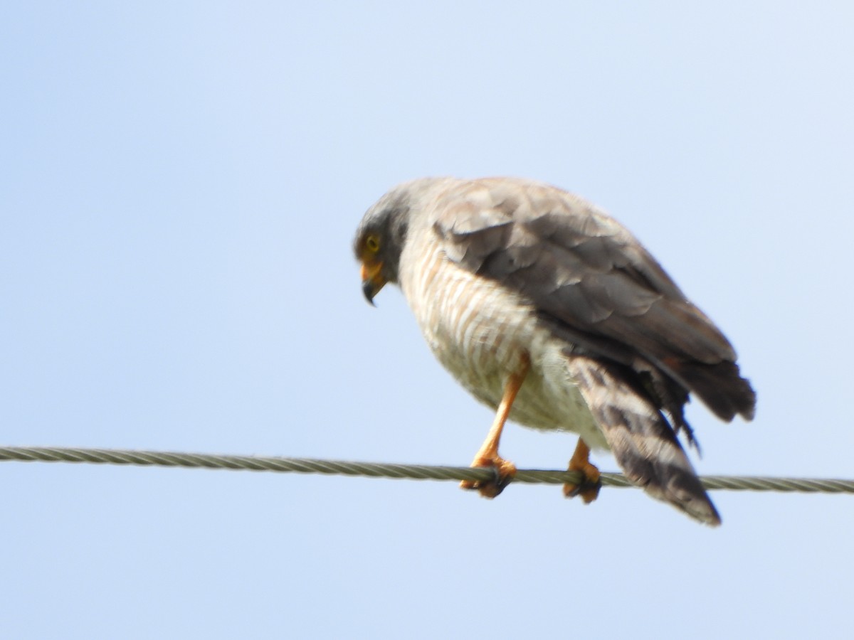 Yol Şahini - ML645194835