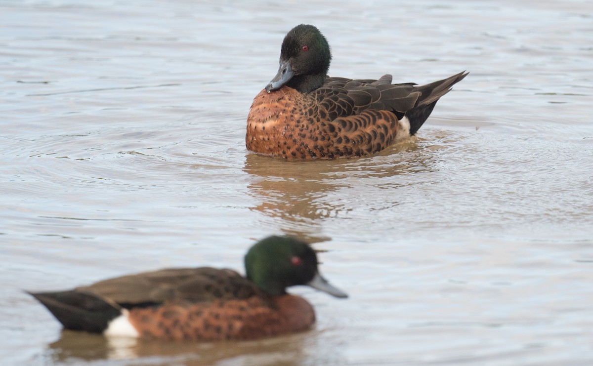 Chestnut Teal - ML645194841