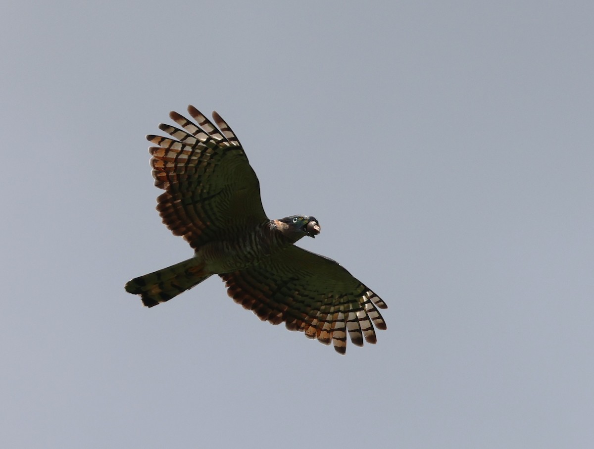 hákozobec neotropický - ML645194842