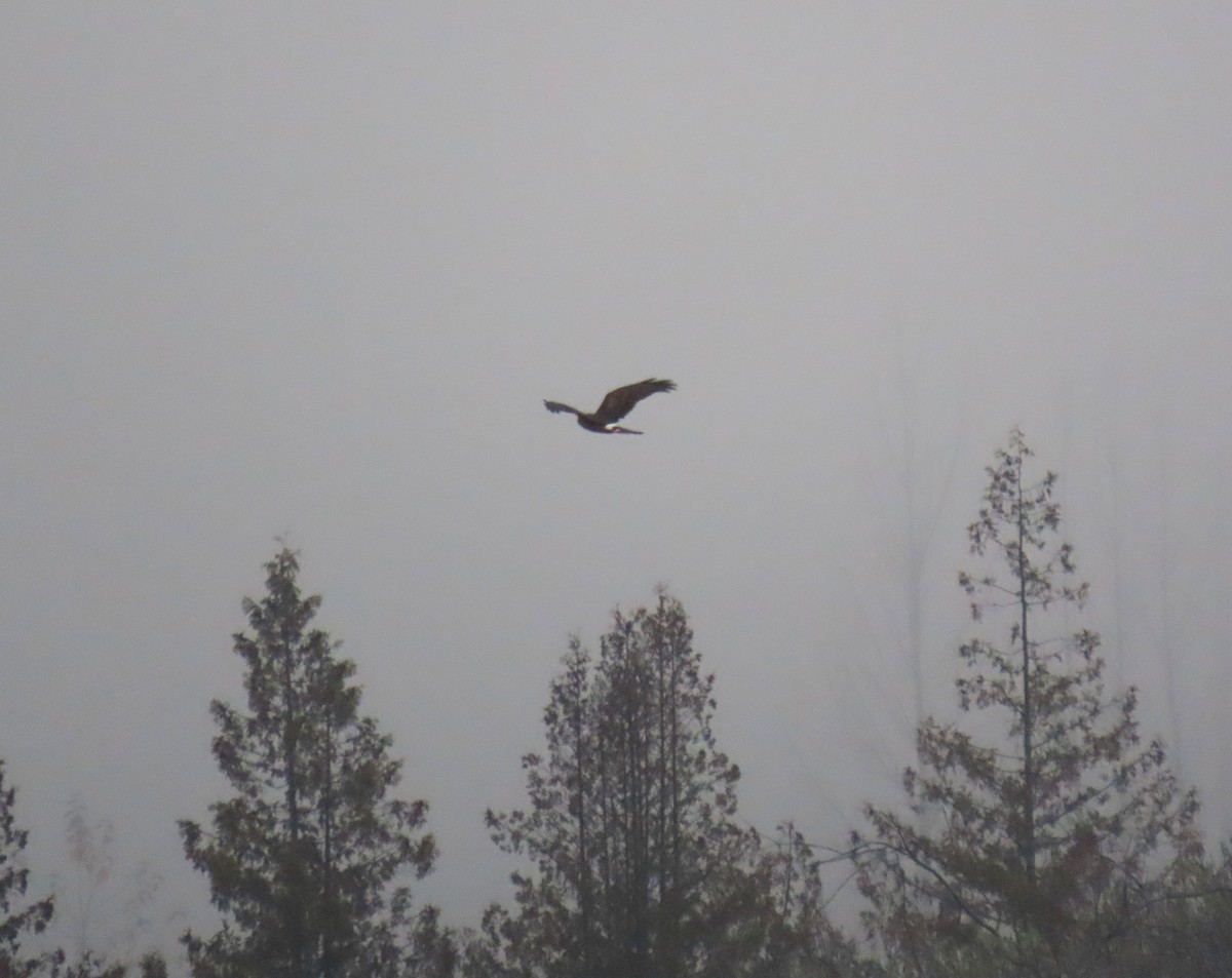 mørkmyrhauk - ML645194843