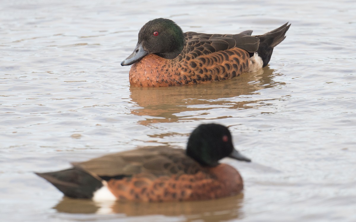 Chestnut Teal - ML645194852