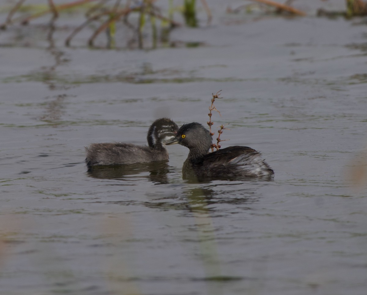 Least Grebe - ML645194855
