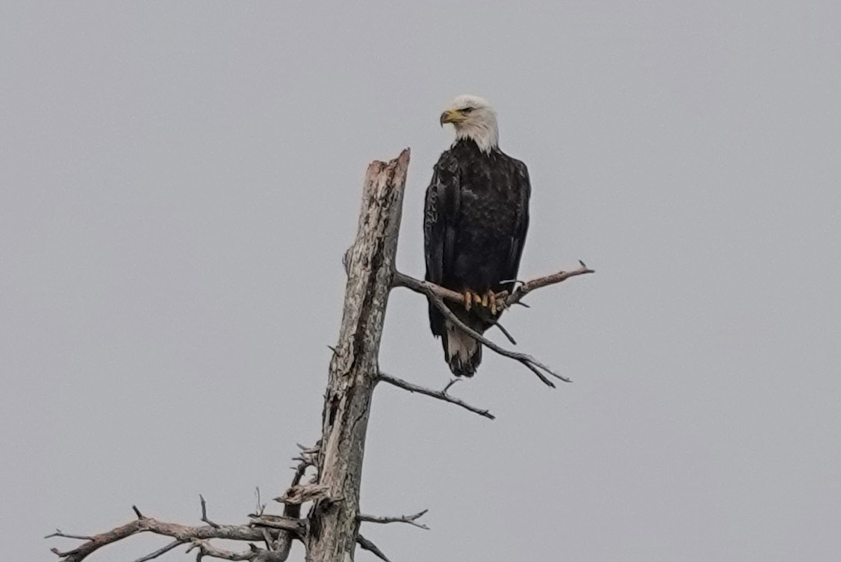 Белоголовый орлан - ML645194856