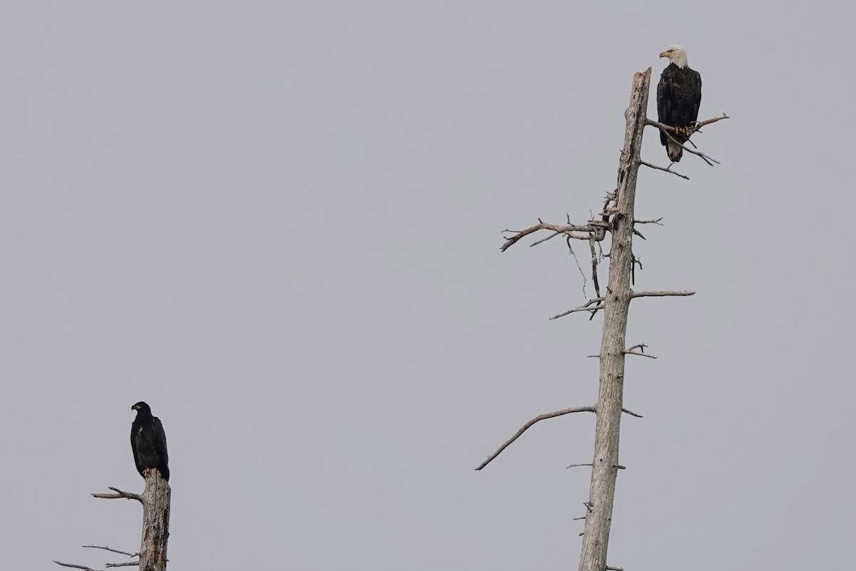 Белоголовый орлан - ML645194857