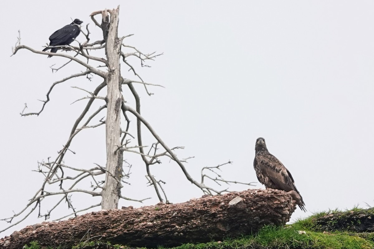 Белоголовый орлан - ML645194858