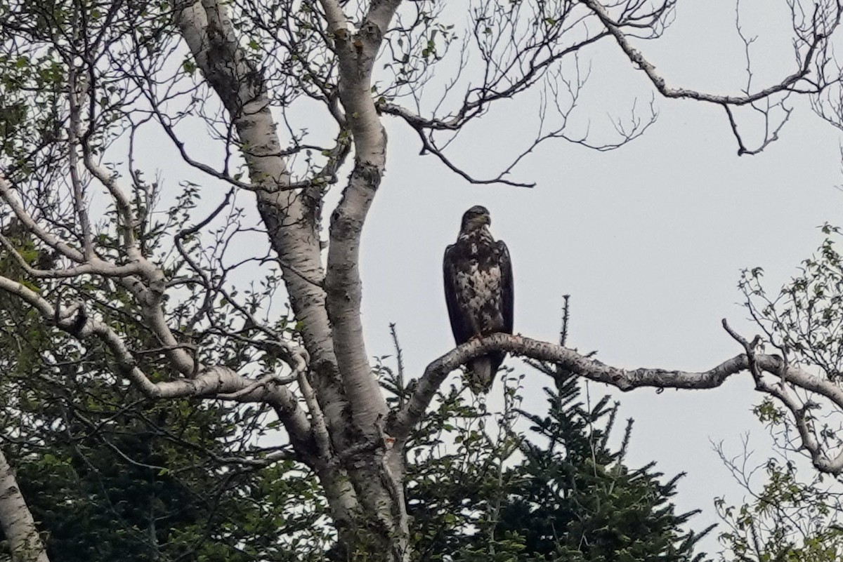 Белоголовый орлан - ML645194859