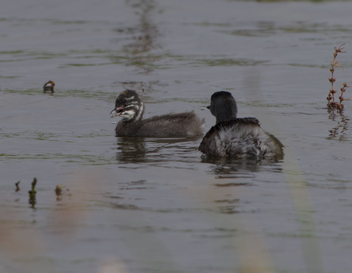 Least Grebe - ML645194869
