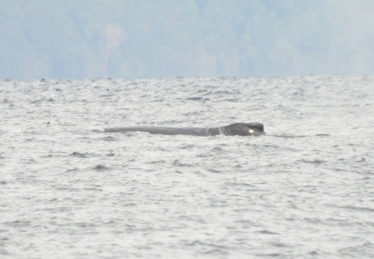 Animals - ML645194875