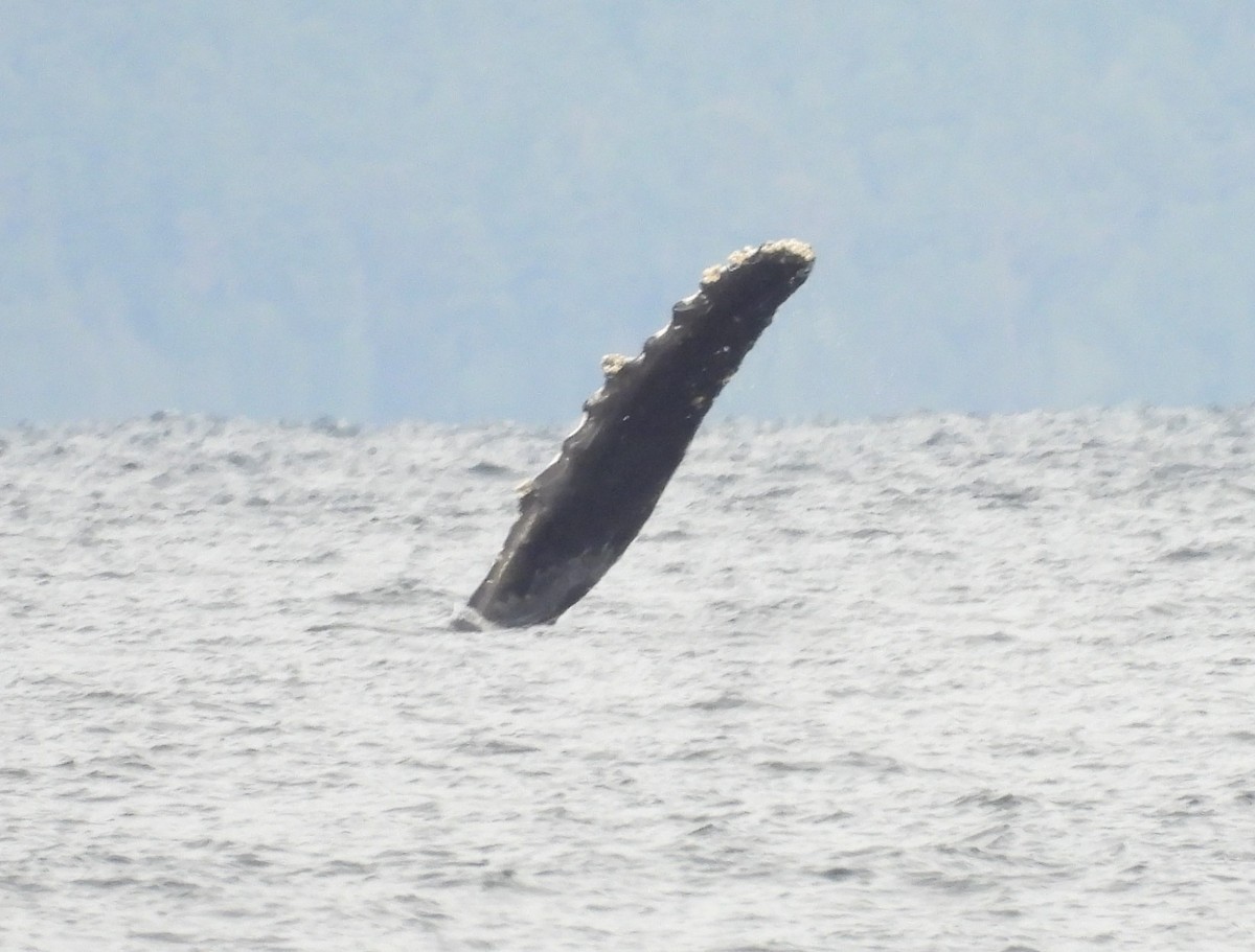 Animals - ML645194876