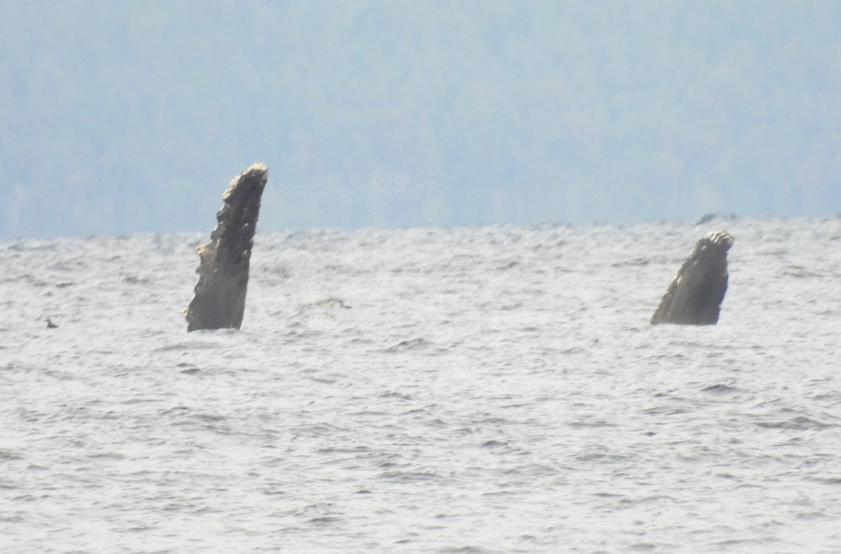 Animals - ML645194877