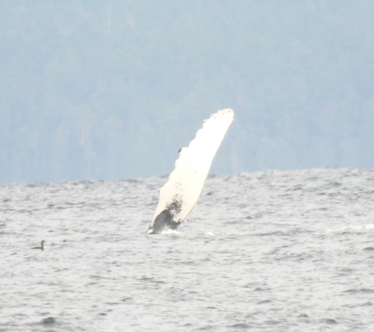 Animals - ML645194878