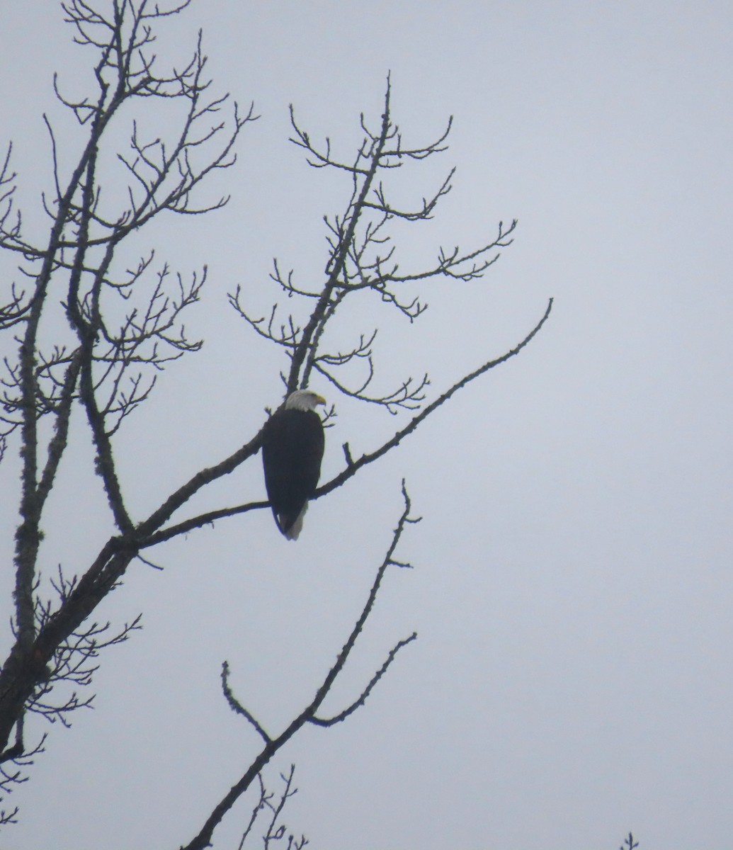 Белоголовый орлан - ML645194888