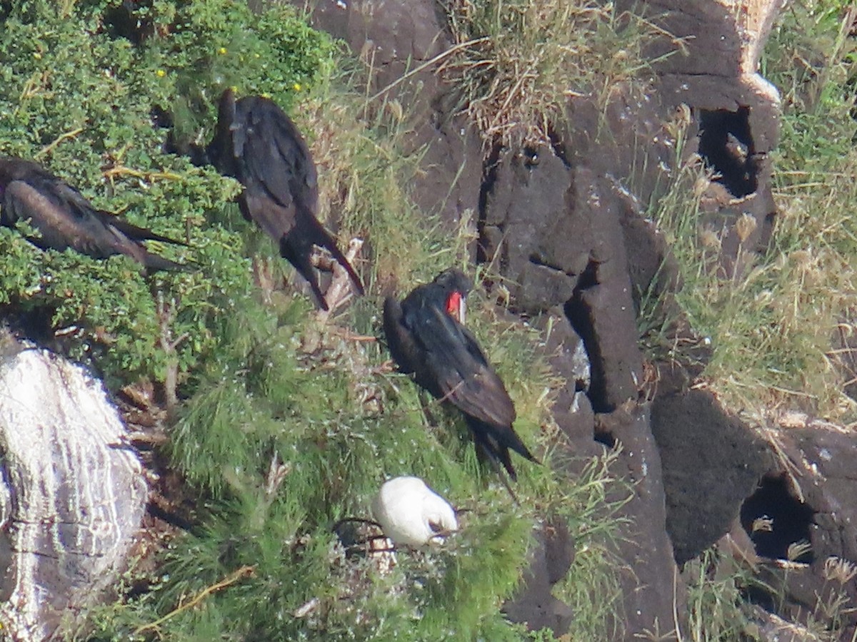 פריגט גדול - ML645194902