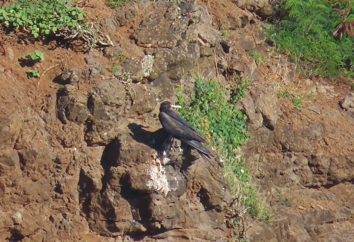 פריגט גדול - ML645194913