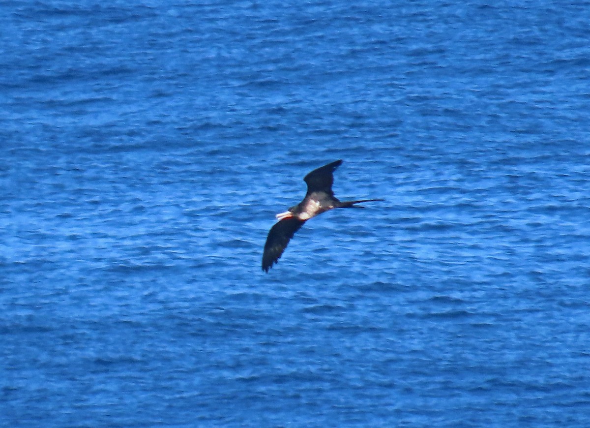 פריגט גדול - ML645194920