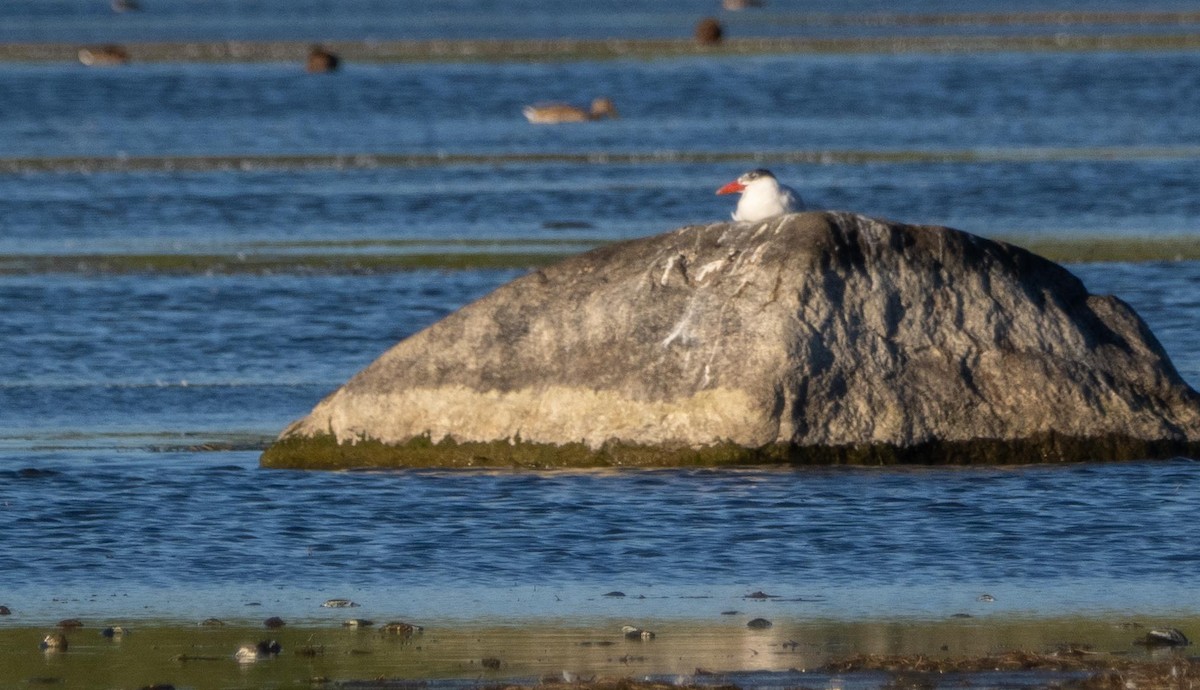 Caspian Tern - ML645194921